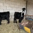 عنزين عارضيه