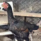 دجاجه سنديه غبشانيه مع فروخها