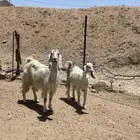 معزا للبيع