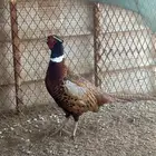 فزنت امريكي للبيع تم البيع
