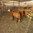 سواكن حمري ضحايا تربيه فل شحم ماشالله
