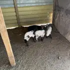 دواغير نعيم العدد 3 خروفين ورخل