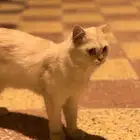قط لتبني