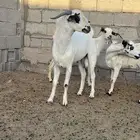 تيس بيشي ثني حار