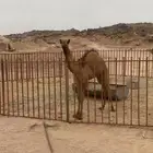 بكره صفرا مفروده