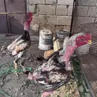 دجاج فارسي