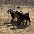 تيوس عوارض جفار ذبايح ثلاجه يوجد صلخ وتوصيل