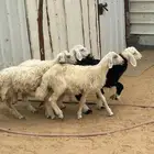 خروفين ورخلين