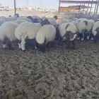 مشالله ذبايح نعيم فاخره