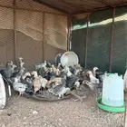 صوص دجاج بلدي