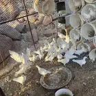 حمام فرنسي جامبو