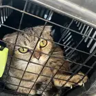 قطه سكوت فولد