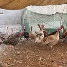 للبيع دجاج رومي بياض وأرانب بلدي