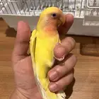 طير روز الييف