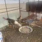 دجاج رومي