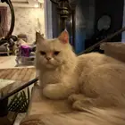 قطه للتبني