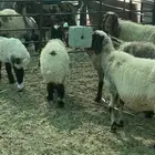 رغيث نعيم طيبه
