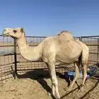 جمل حر للبيع