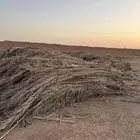 عسيب نخل