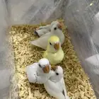 فروخ روز