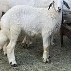 خروف