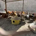 ديكه بلدي