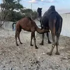 بكره وقعود سمان