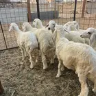 طليان ورخال حريه صنف