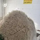 لباني شرط