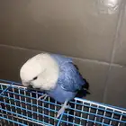 طير روز انثى العمر سنه