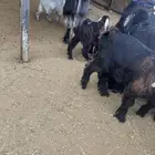 تيوس واجفار تحت امهاتهن للبيع
