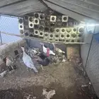 دجاج رومي