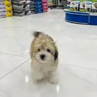 كلاب مالتيز للبيع