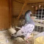 حمام باكستاني للبيع ولا يجي ايلا الصامل