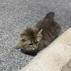 قط شيرازي ذكر عمره سنه للتبني