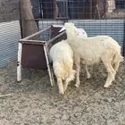 للبيع ثلاثه خرفان حبص