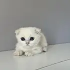 كيتن قطط قط قطو قطوه قطه سكوتش