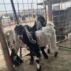 تيسين وجفره مغلقات