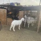 خروف لباني فاخر