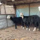 نعاج للبيع جملة