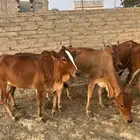 حسلان
