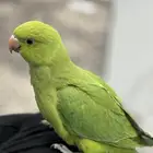 درة هندية ( تم البيع )