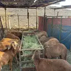 سواكني تربية على الشرط