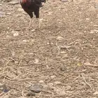 ديك باكستاني للبيع