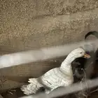 بطه