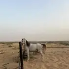 حصان واهو شيخ