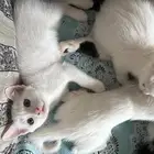 قطط للتبني