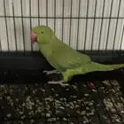 دره هندي ذكر