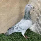 هومر