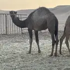 حشو قعدان العدد 3 فاخره شحم وشعره وجباره